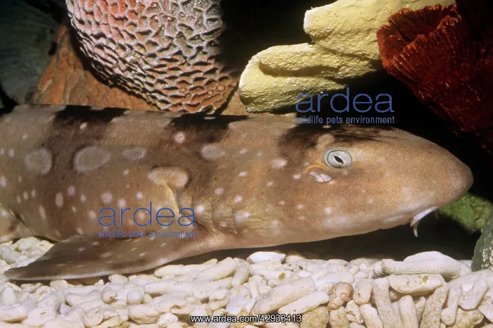 : White-spotted / Bluespotted bamboo Shark : White-spotted / Bluespotted bamboo Shark