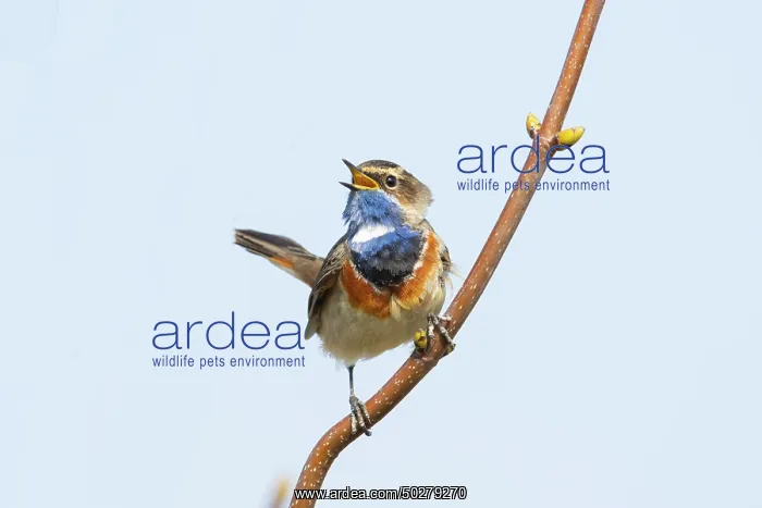 : White-spotted Bluethroat : White-spotted Bluethroat