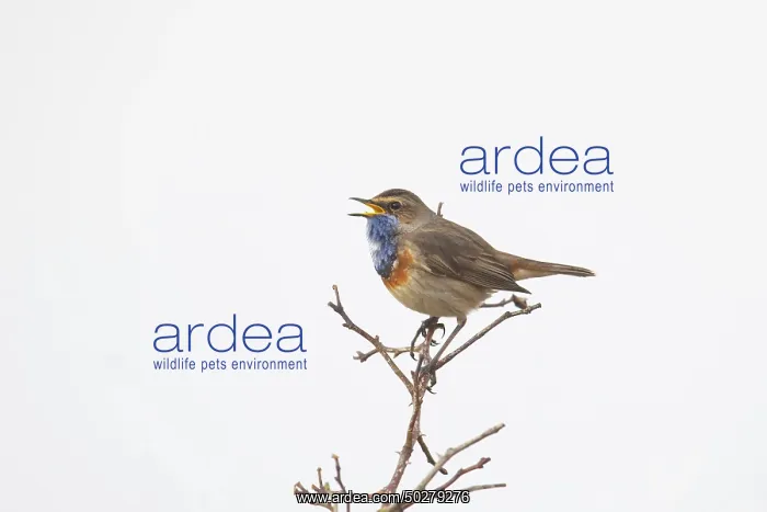 : White-spotted Bluethroat : White-spotted Bluethroat