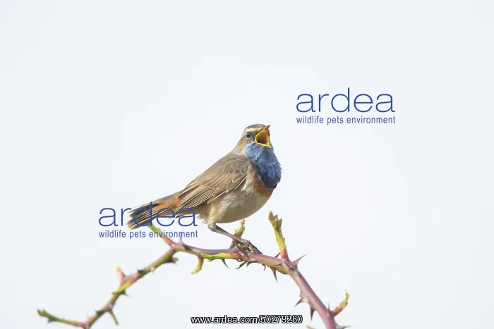 : White-spotted Bluethroat : White-spotted Bluethroat