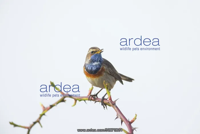 : White-spotted Bluethroat : White-spotted Bluethroat