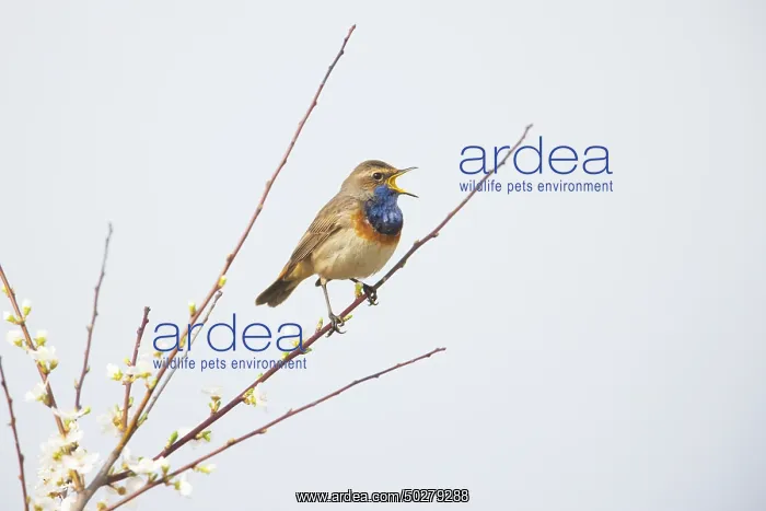 : White-spotted Bluethroat : White-spotted Bluethroat