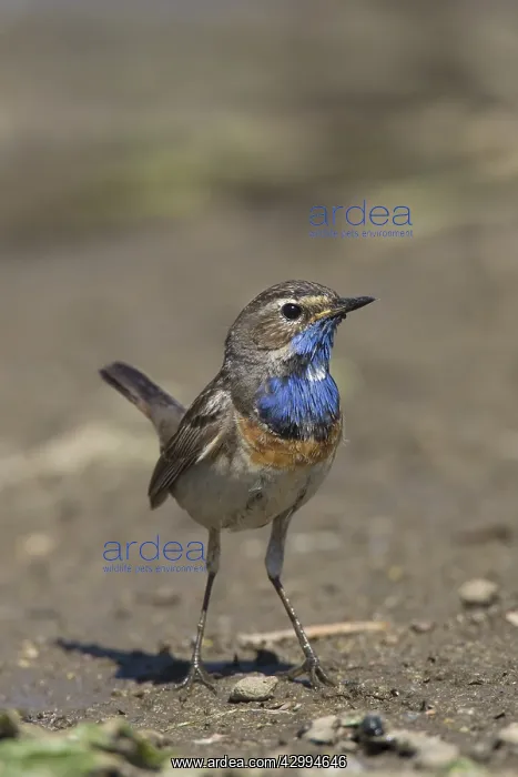 : White-spotted Bluethroat - adult male - Germany : White-spotted Bluethroat - adult male - Germany