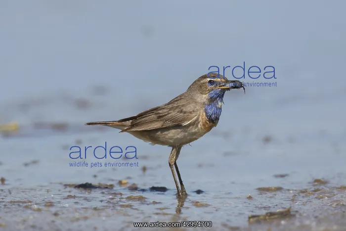 : White-spotted Bluethroat - adult male - Germany : White-spotted Bluethroat - adult male - Germany