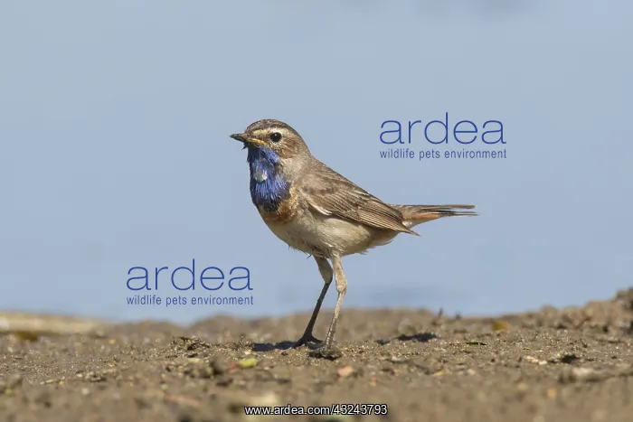 : White-spotted Bluethroat - adult male - Germany : White-spotted Bluethroat - adult male - Germany