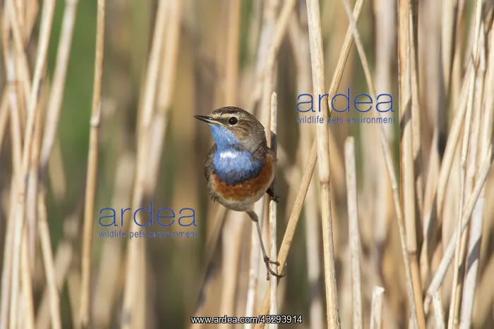: White-spotted Bluethroat - adult male - Germany : White-spotted Bluethroat - adult male - Germany