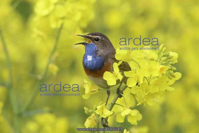: White-spotted Bluethroat - adult male in rape field : White-spotted Bluethroat - adult male in rape field