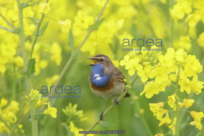 : White-spotted Bluethroat - adult male in rape field : White-spotted Bluethroat - adult male in rape field