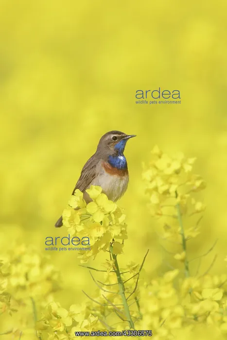 : White-spotted Bluethroat - adult male in rape field : White-spotted Bluethroat - adult male in rape field