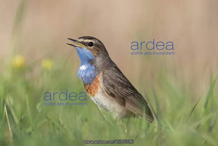 : White-spotted Bluethroat - adult male singing - : White-spotted Bluethroat - adult male singing -
