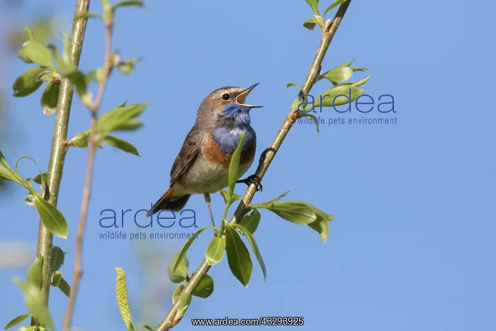 : White-spotted Bluethroat - adult male singing - Germany : White-spotted Bluethroat - adult male singing - Germany