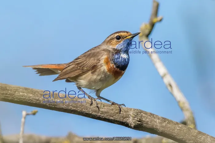 : A white-spotted bluethroat on a branch, A white- : A white-spotted bluethroat on a branch, A white-