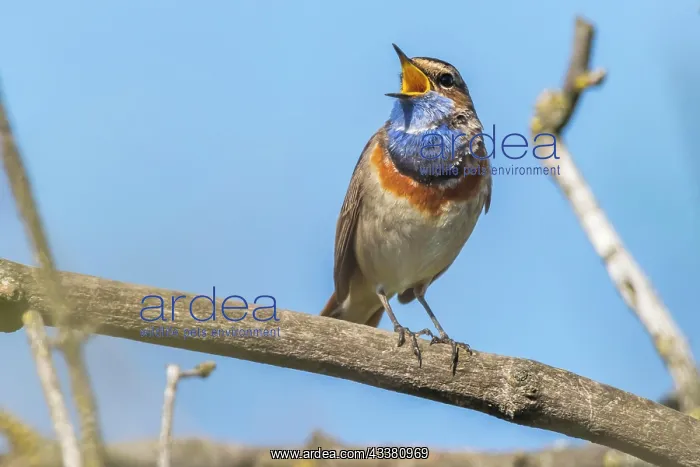 : A white-spotted bluethroat on a branch, A white- : A white-spotted bluethroat on a branch, A white-
