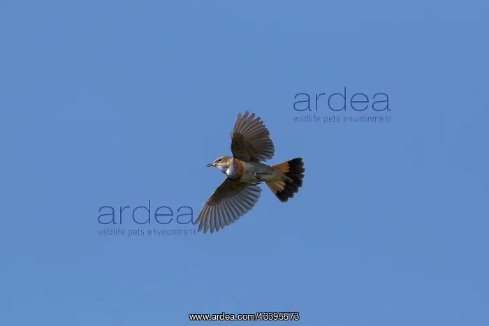 : White-spotted Bluethroat flight : White-spotted Bluethroat flight