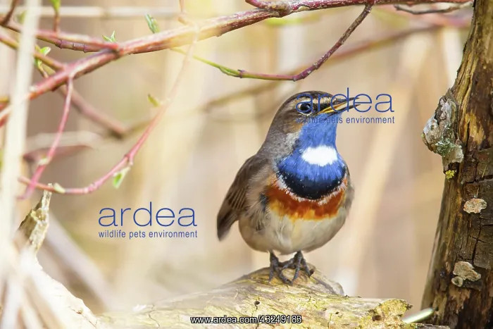 : White-spotted bluethroat (Luscinia svecica cyanecula) : White-spotted bluethroat (Luscinia svecica cyanecula)