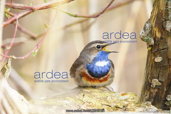 : White-spotted bluethroat (Luscinia svecica cyanecula) : White-spotted bluethroat (Luscinia svecica cyanecula)