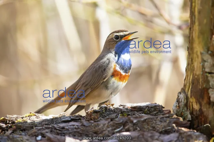 : White-spotted bluethroat (Luscinia svecica cyanecula) : White-spotted bluethroat (Luscinia svecica cyanecula)