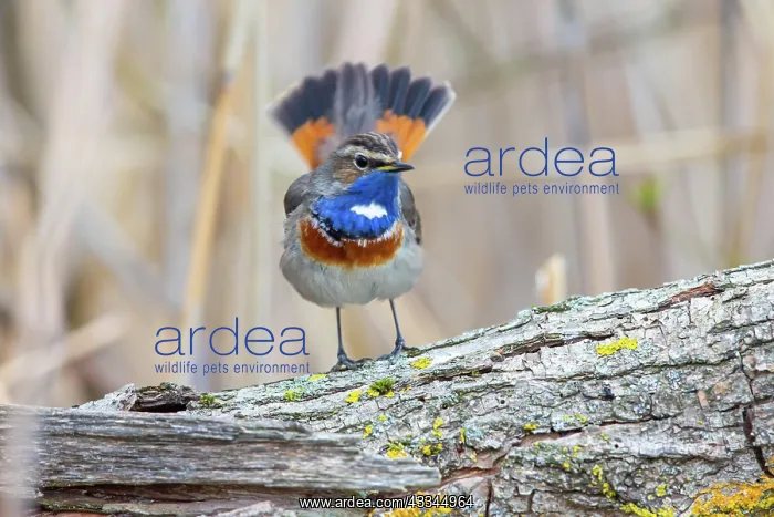 : White-spotted bluethroat (Luscinia svecica cyanecula) : White-spotted bluethroat (Luscinia svecica cyanecula)
