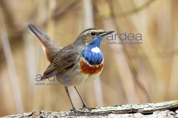 : White-spotted bluethroat (Luscinia svecica cyanecula) : White-spotted bluethroat (Luscinia svecica cyanecula)