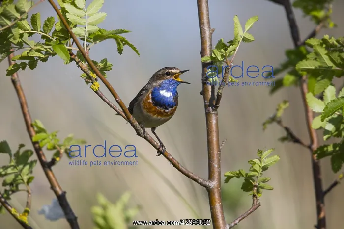 : White-spotted Bluethroat - male, singing and displaying : White-spotted Bluethroat - male, singing and displaying