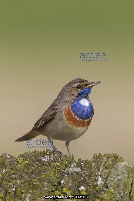  : White-spotted Bluethroat male