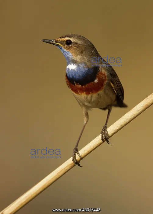 : White-spotted Bluethroat male reedbed April : White-spotted Bluethroat male reedbed April