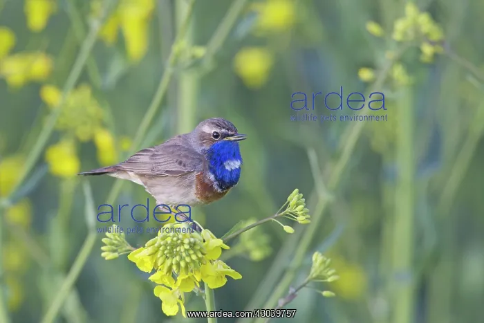 : White-spotted Bluethroat male in song on flowering rape : White-spotted Bluethroat male in song on flowering rape