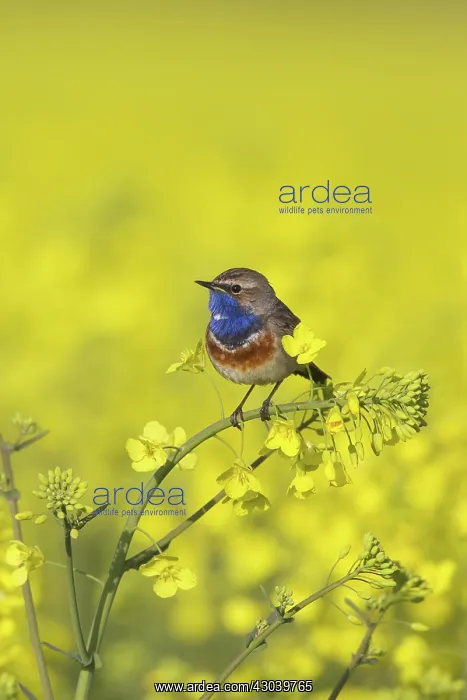 : White-spotted Bluethroat male in song on flowering rape : White-spotted Bluethroat male in song on flowering rape