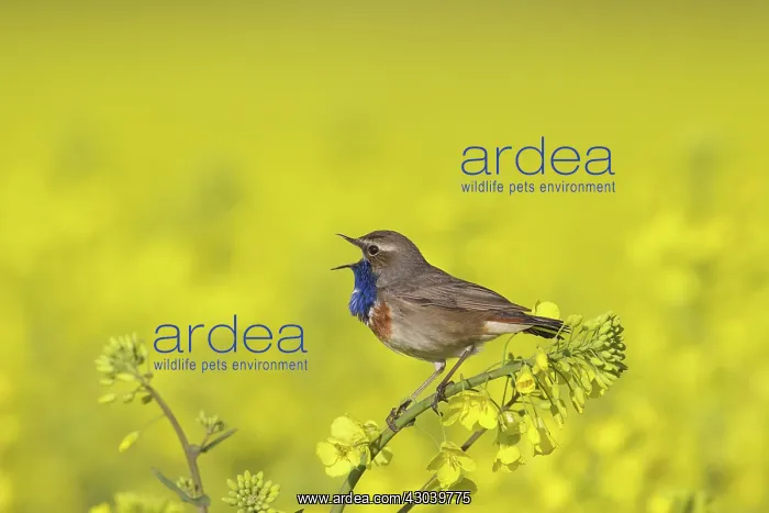 : White-spotted Bluethroat male in song on flowering rape : White-spotted Bluethroat male in song on flowering rape
