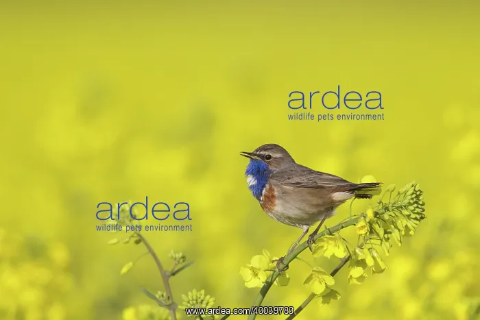 : White-spotted Bluethroat male in song on flowering rape : White-spotted Bluethroat male in song on flowering rape