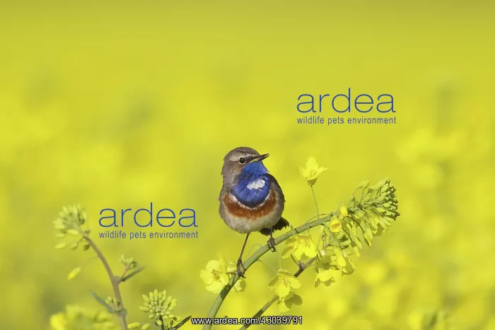 : White-spotted Bluethroat male in song on flowering rape : White-spotted Bluethroat male in song on flowering rape