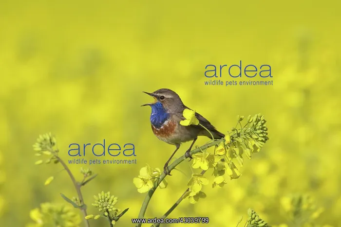: White-spotted Bluethroat male in song on flowering rape : White-spotted Bluethroat male in song on flowering rape