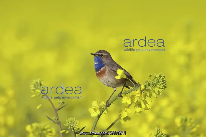 : White-spotted Bluethroat male in song on flowering rape : White-spotted Bluethroat male in song on flowering rape