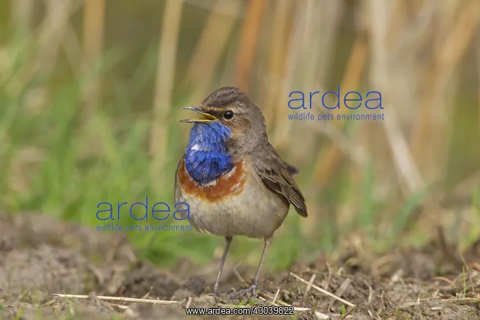  : White-spotted Bluethroat singing male