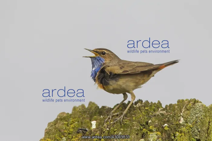 : White-spotted Bluethroat singing male