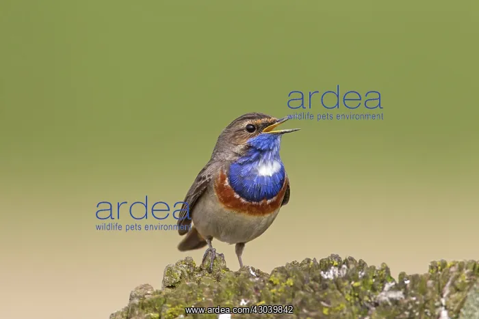  : White-spotted Bluethroat singing male