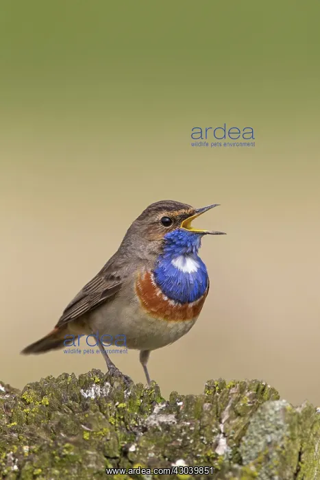  : White-spotted Bluethroat singing male