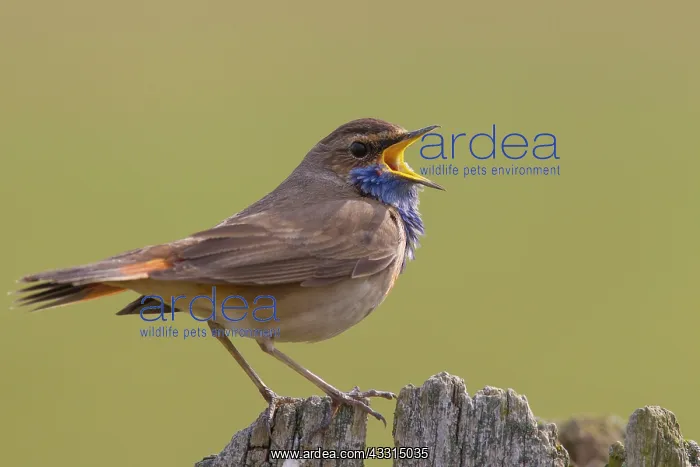 : White-spotted Bluethroat - singing male : White-spotted Bluethroat - singing male