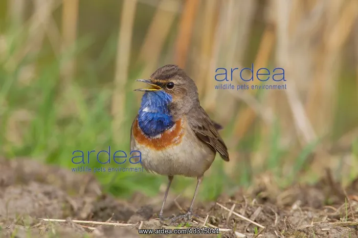 : White-spotted Bluethroat - singing male : White-spotted Bluethroat - singing male