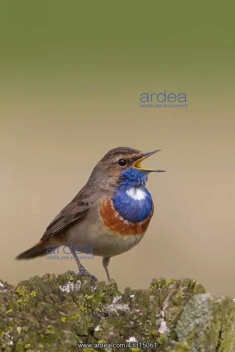 : White-spotted Bluethroat - singing male : White-spotted Bluethroat - singing male