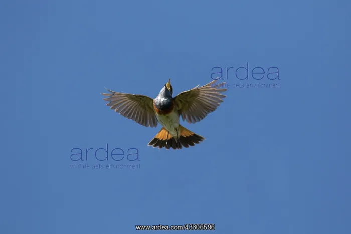 : White-spotted Bluethroat - singing male in flight : White-spotted Bluethroat - singing male in flight