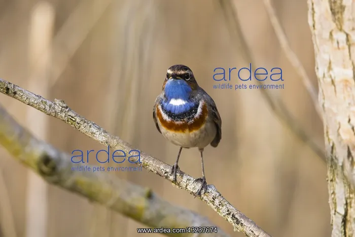  : White-spotted Bluethroat, single male, Lower Saxony, Germany
