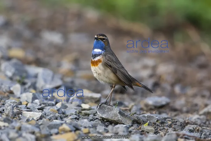: White-spotted Bluethroat - single male, Lower Saxony : White-spotted Bluethroat - single male, Lower Saxony