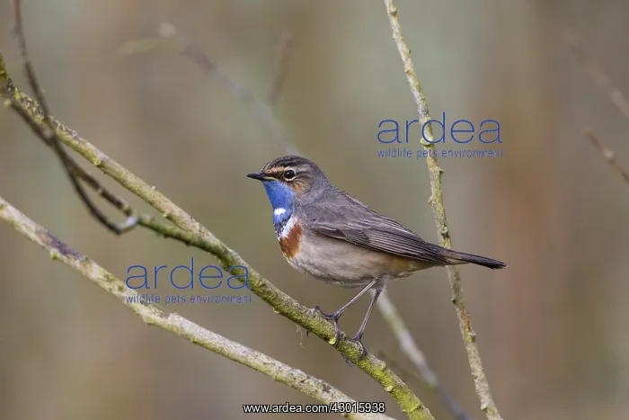 : White-spotted Bluethroat - single male, Portrait : White-spotted Bluethroat - single male, Portrait