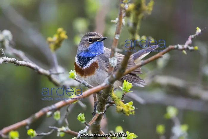 : White-spotted Bluethroat - single male, portrait : White-spotted Bluethroat - single male, portrait
