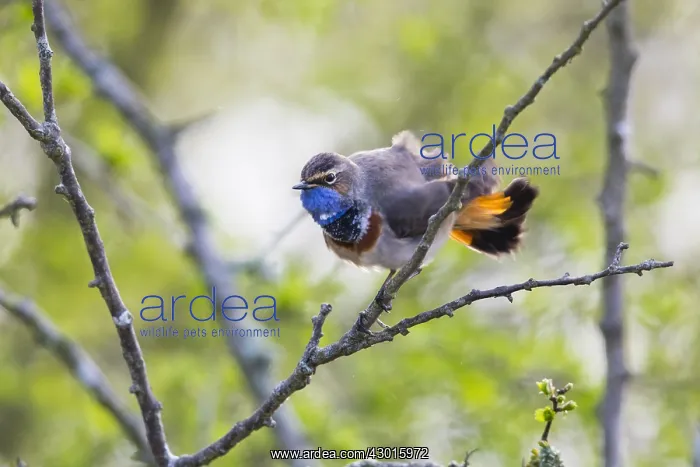 : White-spotted Bluethroat - single male, ruffling : White-spotted Bluethroat - single male, ruffling
