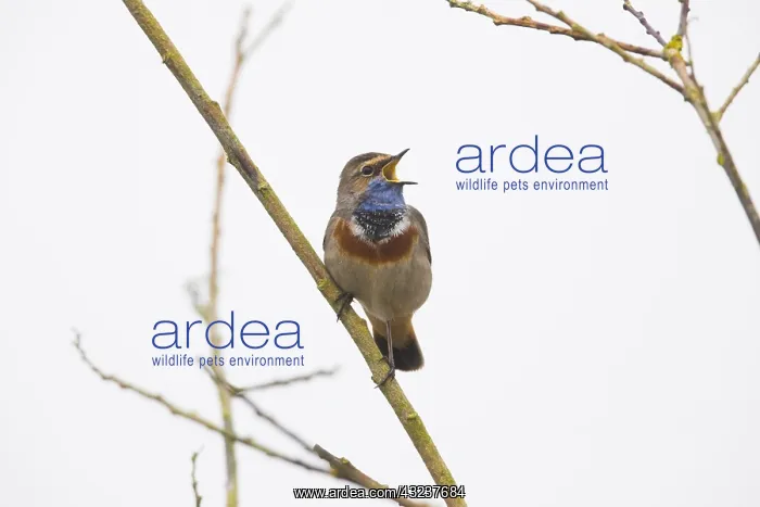 : White-spotted Bluethroat - single male, singing : White-spotted Bluethroat - single male, singing
