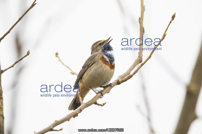  : White-spotted Bluethroat - single male, singing
