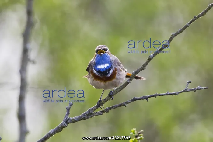 : White-spotted Bluethroat - single male, singing : White-spotted Bluethroat - single male, singing