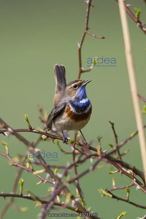 : White-spotted Bluethroat - single male, singing : White-spotted Bluethroat - single male, singing